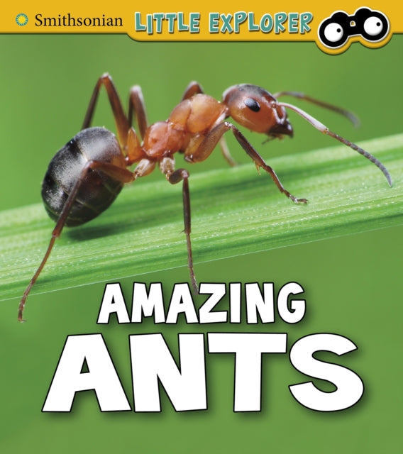 Amazing Ants 9781474770620