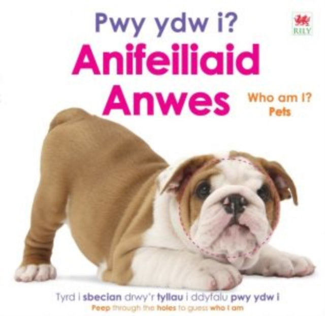 Pwy ydw i? Anifeiliaid Anwes / Who Am I? Pets 9781804164334